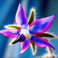 Graines 20 pcs Borago Officinalis graines de fleurs exotiques jardin de fleurs en plein air beau et lumineux (Liu Li Ju): 13