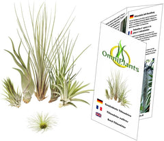 Tillandsien 5Er-Mix 1 EXTRA Tillandsie, BromeliengewÀchs