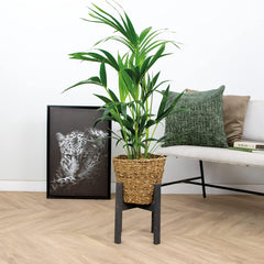Bloomique - Howea Forsteriana - Kentia Palme - Zimmerpflanzen - Pflegeleicht - Haustierfreundlich - Höhe 90-100 Cm - Mit Rotan Korb 19 Cm