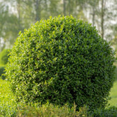Liguster Heckenpflanzen Luftreinigende Zimmerpflanzen Liguster Seltene Gartendeko Für Draußen Steingartenpflanzen Winterhart Winterharte Garten Deko Büropflanzen Immergrüne Winterharte 300Samen