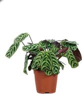 Baby Ctenanthe Burle Marxii - Zimmerpflanzen, Pflanzen Echt, Nachhaltige Verpackung - 2Cm Stecklinge - Höhe 15Cm - Direkt Von Der Gärtnerei