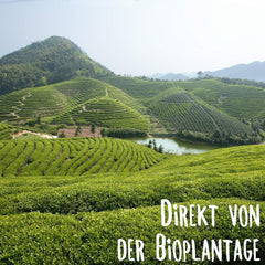 KLUIZ Gyokuro Tokiwa bio - Première récolte cueillie à la main - Thé vert japonais I 100 grammes I Thé vert bio