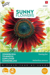 Fleurs ensoleillées, tournesols, soleil du soir