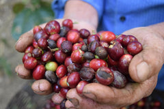 Café de spécialité Mexique, 1 kg, grains de café de spécialité, fraîchement torréfiés pour expresso et italien - Fabricant - La Tribu - Chiapas