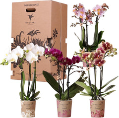 Kolibri Orchids - Überraschungsbox Mix - Pflanzen Vorteilsbox - Überraschungsbox Mit 4 Verschiedenen Orchideen - Frisch Vom Züchter