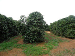 CAFES GUILIS DEPUIS 1928 AMANTES DEL CAFÉ- Kaffeebohnen Arabica Finca Mocatan kolumbien 2 kg