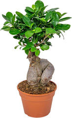 Bloomique - Ficus Ginseng - Bonsai Baum - Zimmerpflanzen - Pflegeleicht - Luftreinigend - Höhe 30-40 Cm - Topf 17 Cm