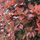 Glanzmispel Red Robin, Sträucher Garten Photinia Fraseri Red Robin, Exotische Gartenpflanzen Winterhart Mehrjährig 800Samen