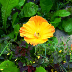 Mélange de graines de pavot de Californie (Eschscholzia californica) - De magnifiques coquelicots à fleurs avec une longue période de floraison pour une prairie fleurie colorée (pavot de Californie)