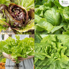 Graines de Laitue : Ensemble de 8 Variétés de Graines de Salade pour le Jardin et le Balcon - Graines de Laitue, Feuille de Moutarde, Mâche (Hardy), Radicchio, Graines d'Endive, Chicorée - Graines de Légumes à Salade de OwnGrown