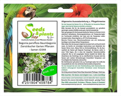 Stk - 10X Begonia Parviflora Baumbegonie Ziersträucher Garten Pflanzen - Samen ID344 -