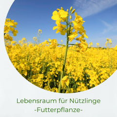 Winterraps 1Kg Gründüngung Bodenkur Bodenlockerung Samenshop24®