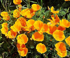 La Verde GRĂDINA MEA ȘI EU. Semințe de mac californian 'Poppy Orange' pentru aprox. 250 de plante, mac californian, semințe cu înflorire îndelungată, non-OMG