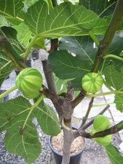 Melonenfeige - Fruchtfeige - Ficus Carica Panache - Hochstamm 90