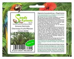 Stk - 10X Annona Cherimola Cherimoya Frucht Pflanzen - Samen ID240 -