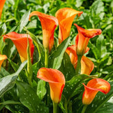 Calla Bulbs Hardy Vivace – Zantedeschia Orange Passion (Orange) – 5 grands bulbes de fleurs – Véritables plantes hollandaises – Pour jardin et pots (pas de graines, non artificielles)