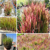 Japanisches Blutgra - Red Baron Nachhaltige Geschenke Imperata Cylindric Grünpflanzen Zimmerpflanzen Sträucher Für Den Garten Winterharte Ziergräser Für Kübel 200Samen