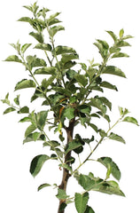 KENTIS – Apfelbaum Kanada Renette – Malus Domestica – Apfel Pflanzen – Echte Outdoor Pflanzen – Garten Obstbaum – Obstpflanzen – Topf Ø 24 Cm