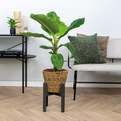Bloomique - Musa Dwarf Cavendish - Bananenpflanze - Zimmerpflanzen - Luftreinigend - Tierfreundlich - 80-100 Cm Hoch - in Seegraskorb 21 Cm