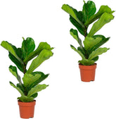Bloomique - 2Er Set - Ficus Lyrata - Geigenfeige - Zimmerpflanzen Groß - Pflegeleicht - Luftreinigend - Höhe 60-70 Cm - Topf 17 Cm