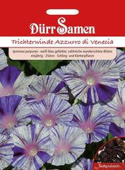 Dürr 1148 Graines Morning Glory Azzurro di Venezia (Graines Morning Glory)
