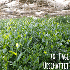 KLUIZ Gyokuro Tokiwa bio - Première récolte cueillie à la main - Thé vert japonais I 100 grammes I Thé vert bio