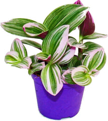 Tradescantia 'Nanouk' Pflegeleichte Zimmerpflanze Mit 9 Cm Topf, Rosa