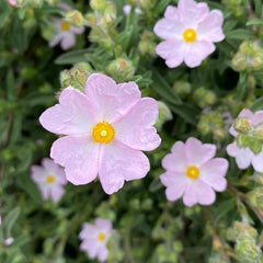 Zistrose Sommerblumen Cistus Creticus Hecken Sträucher Herbst Deko Seltene Büropflanzen Minigarten Sträucher Winterhart Blühend Garten Baumsamen Bonsai Blumensamen Gastgeschenk 60Samen