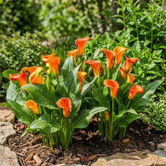 Calla Bulbs Hardy Vivace – Zantedeschia Orange Passion (Orange) – 5 grands bulbes de fleurs – Véritables plantes hollandaises – Pour jardin et pots (pas de graines, non artificielles)