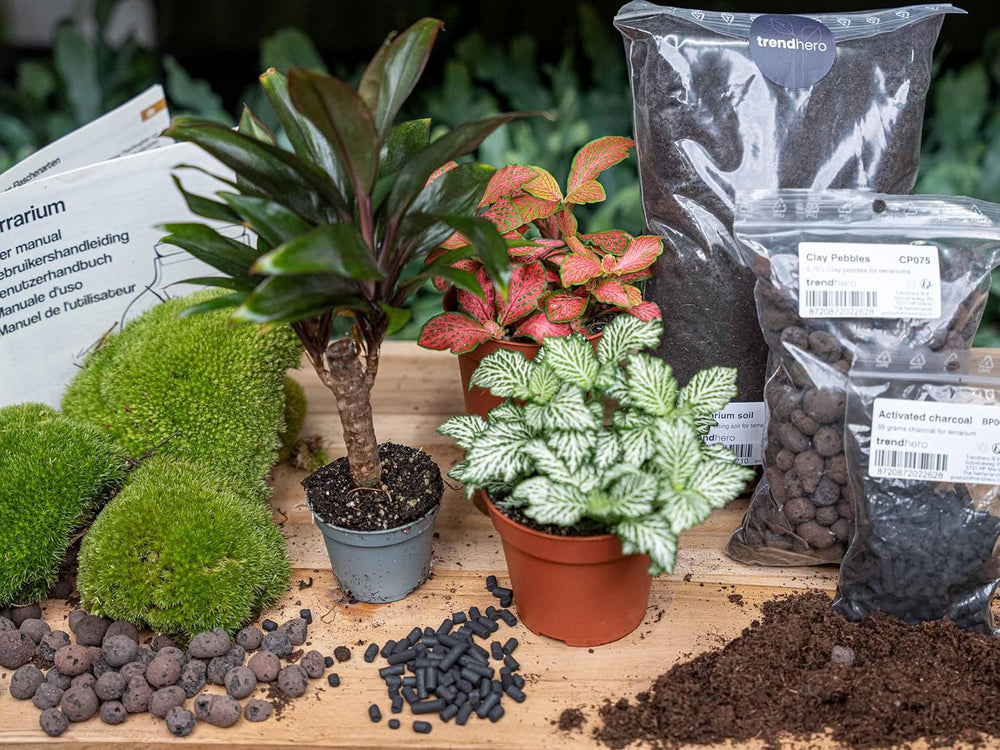 Urbanjngl - Palm Terrarium Start- Und Nachfüllpaket – 3 Terrarienpflanzen Für DIY – Ideal Für Anfänger – Perfekte Ergänzung Für Ihr Zuhause – Pflegeleicht Und Dekorativ