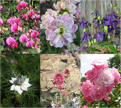 Magic Garden Seeds - Ensemble de graines de semence pour plantes vertes avec 6 prĂ€chtigen alten Blumensorten fĂŒr den Bauerngarten - Blumensamen alte Sorten - Blumen Samen - Garden Geschenk