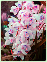 Mélange de bulbes de fleurs, ampoule magique mystère, plantation rustique, bulbe de fleurs vivaces résistant à l’hiver, bulbes rustiques - 3 bulbes d’orchidées