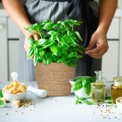 Relaxdays Lot de 3 pots de fleurs en jonc de mer, panier rond pour fleurs et herbes aromatiques, avec film plastique, 3 tailles, naturel