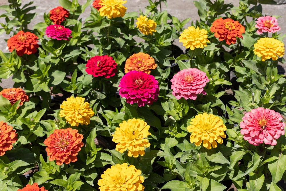 500 graines de zinnia et de dahlia, mélange coloré, fleurs de jardin, couches de fleurs, pots de balcon