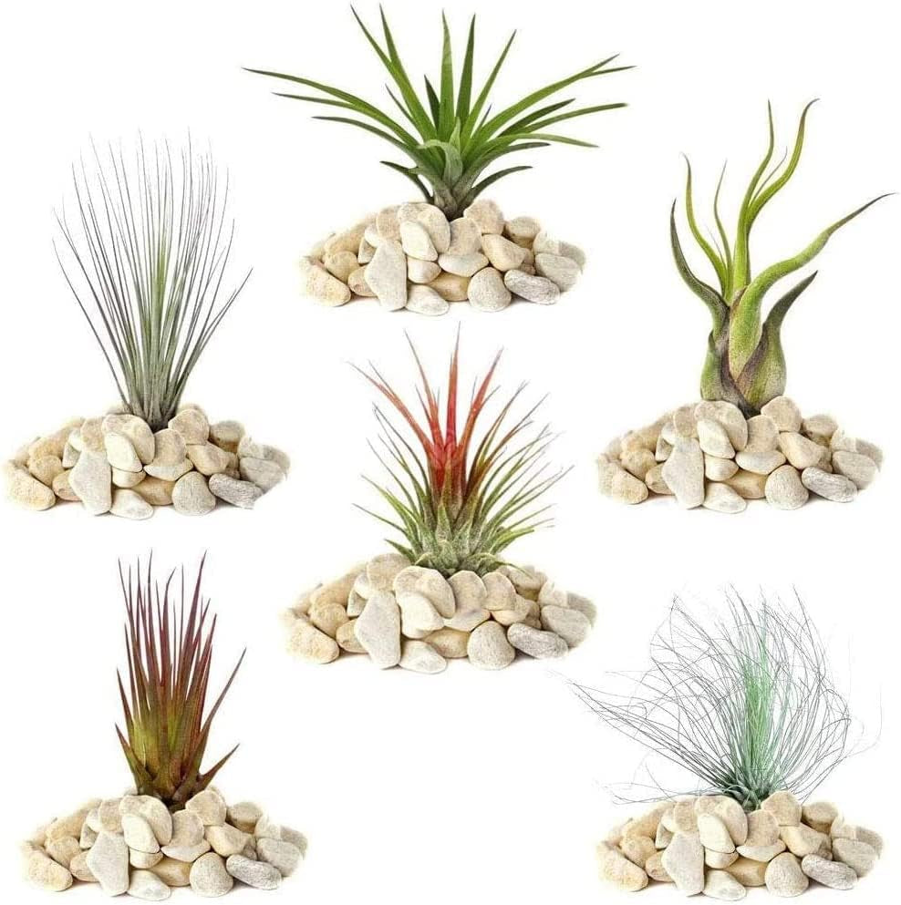 Rêve des jardiniers : 4 vraies plantes de Tillandsia - 4 vraies plantes d'air de Tillandsia - Plantes de terrarium - Plantes de terrarium décoratives - Plantes d'intérieur purificatrices d'air - Plantes décoratives - Plantes réelles