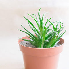 Petit pot en plastique - diamètre 12 cm, léger et résistant, idéal pour semis, boutures et plantes d'intérieur - couleur aléatoire, Aléatoire