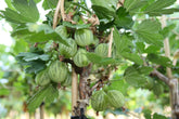 Ribes Uva-Crispa 'Mucurines' Hochstamm 120 Cm – Winterhart, Mehrjährig, Pflegeleicht – Stachelbeere – Beerenobst Für Garten & Kübel