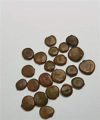 Stk - 20X Acacia Senegal Akazie Gummiarabikum Baum Pflanzen - Samen ID51 -