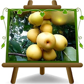 Nashi Shinseik - Obstpflanzen Antik Auf Blumentopf Einer Vase Von 26 - Baum Max 200 Cm – 4 Jahre Anbau Italien