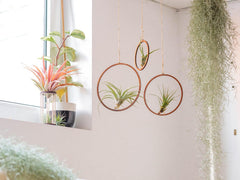 Air Plant Tillandsien Usneoides - Feenhaar Weiß - Tillandsien Hängend – Hängepflanze – Hängedeko - Luftpflanzen Hängend - Feenhaar Weiß - Pflanze Ohne Erde (1, 20-30 Cm)