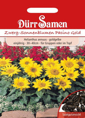 Dürr Samen 0977 Zwergsonnenblumen Pacino Gold (Zwergsonnenblumensamen)