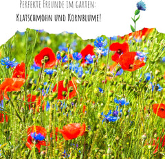 Graines de Centaurea cyanus - Fleurs magnifiques et vibrantes avec une longue période de floraison pour une prairie fleurie colorée (Mélange, 1000 graines, 80 cm)