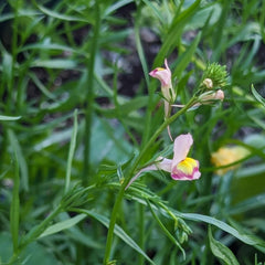 Lin marocain (Linaria maroccana) env. 2000 graines de fleur annuelle d'été, fleur coupée à longue floraison