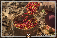 Jumbo Kaffee | Elefantenkaffee Maragogype (1000 g, Ganze Bohnen) - Die größten Bohnen der Welt, ohne Säure, extra mild