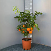 SAVINI VIVAI Clementinenpflanze, Gewöhnlicher Clementinen-Zitrusbaum Im 20 Cm Topf, Höhe 70 Cm, 2-3 Jahre Veredelung, Hergestellt in Italien