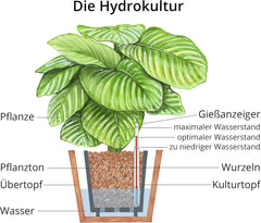 Argile à planter Dehner, 10 l, grain 4/8 mm, format universel