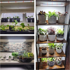 Wiaxulay Lampe LED à Spectre Complet pour Plantes 6000K à Spectre Complet pour Plantes d'intérieur avec minuterie de 6/12/16 Heures 5 Niveaux réglables pour étagère de Plantes succulentes hydroponiques 2 pièces