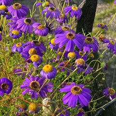 Marguerite bleue (Brachyscome iberidifolia) env. 500 graines de fleur de balcon annuelle, plante en pot à longue floraison, fleur d'été