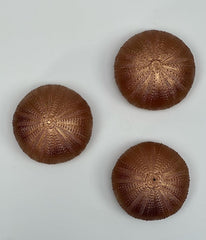 Tillandsien Luftpflanzen 3Er Set – Quallenpflanzen Mit Bronzefarbenen Seeigeln – Echt & Pflegeleicht – Bromeliengewächse Mit Spanischem Moos – Halterung Für Zuhause – Trendyairplants