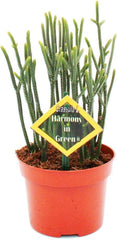 Exotenherz - Sukkulente - Crassula Muscosa - Harmony in Green - 10Cm Topf